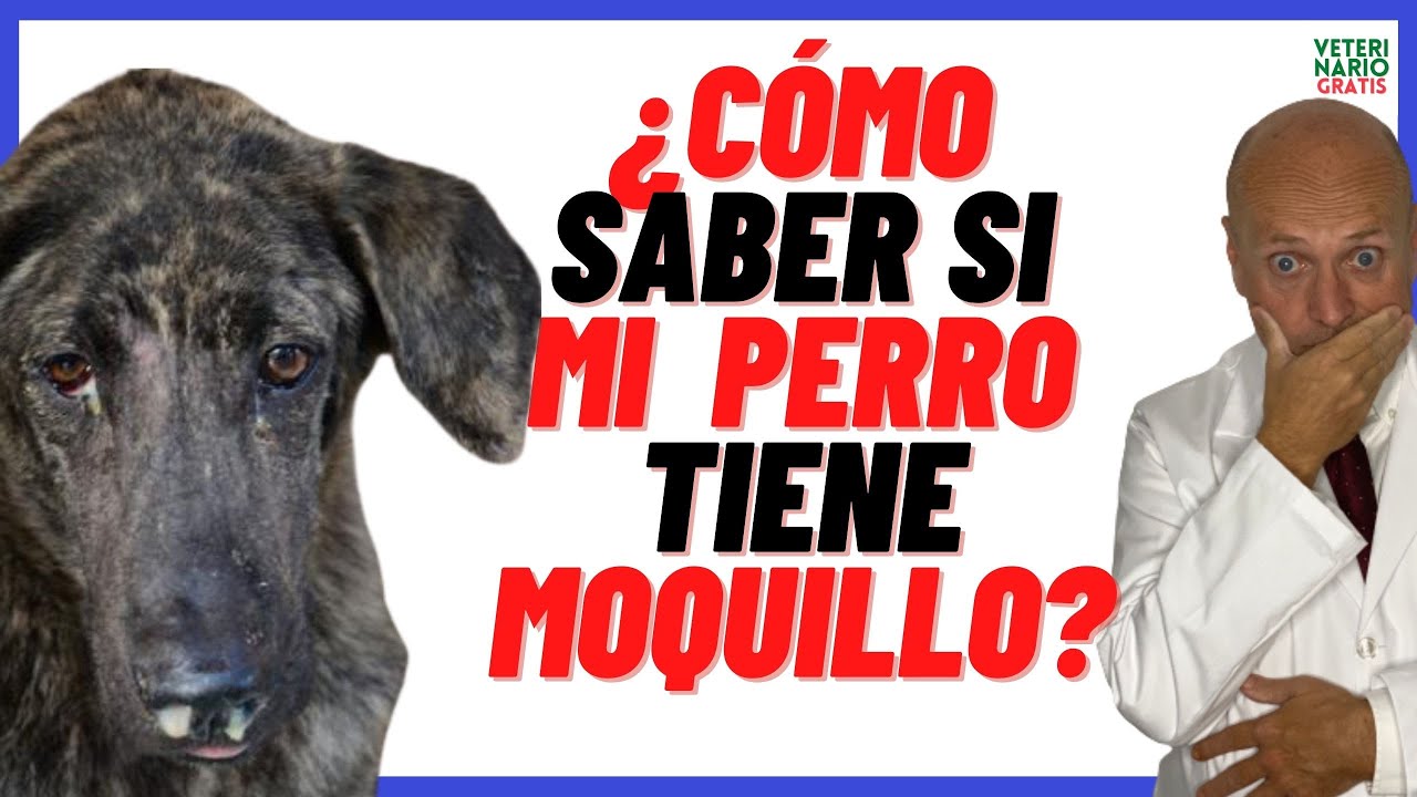 📛 ¿COMO SABER SI MI PERRO TIENE MOQUILLO? 📛 SÍNTOMAS del MOQUILLO en Perros Cachorros y Adultos