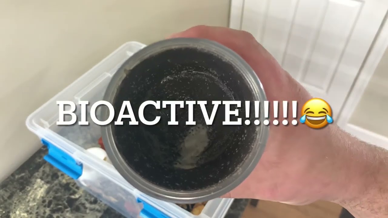 How I set up a frog grow out/Quarantine bin (stay to the end to see froglets)