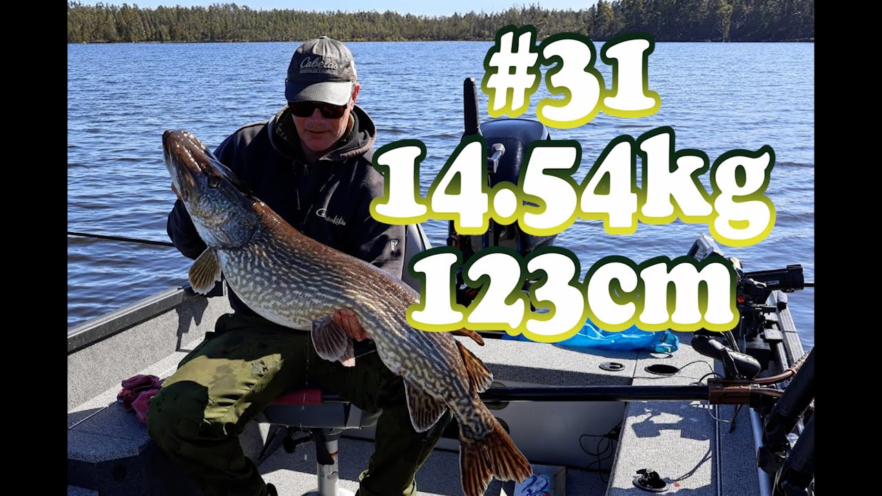 Gädda 10kg+ del 31, 14.54kg