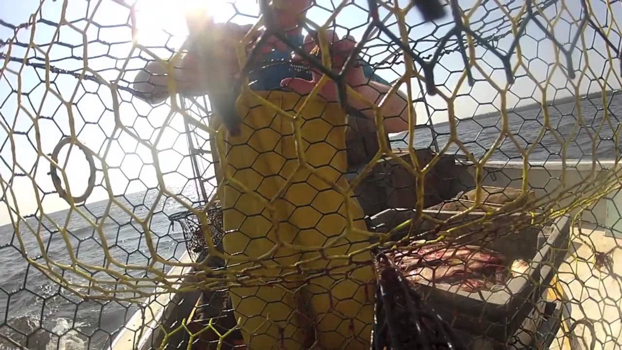 Locals Seafood - Blue Crabs from NC Fishermen