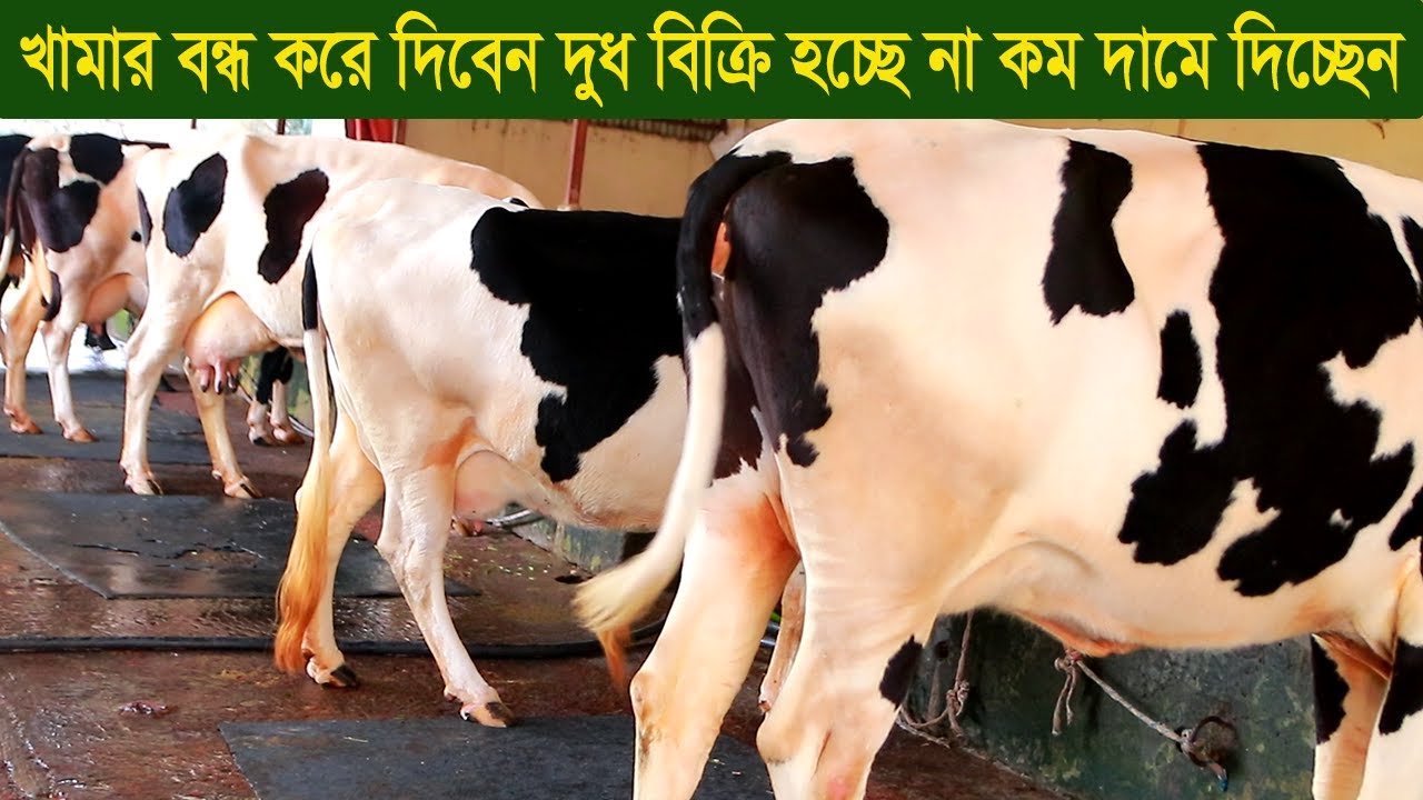 খামার বন্ধ করে দিবেন দুধ বিক্রি হচ্ছে না কম দামে  দিচ্ছেন গাভী dairy farm