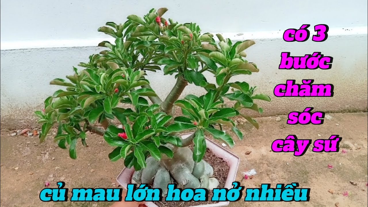C&oacute; 3 bước chăm s&oacute;c c&acirc;y sứ củ mau lớn hoa nở nhiều
