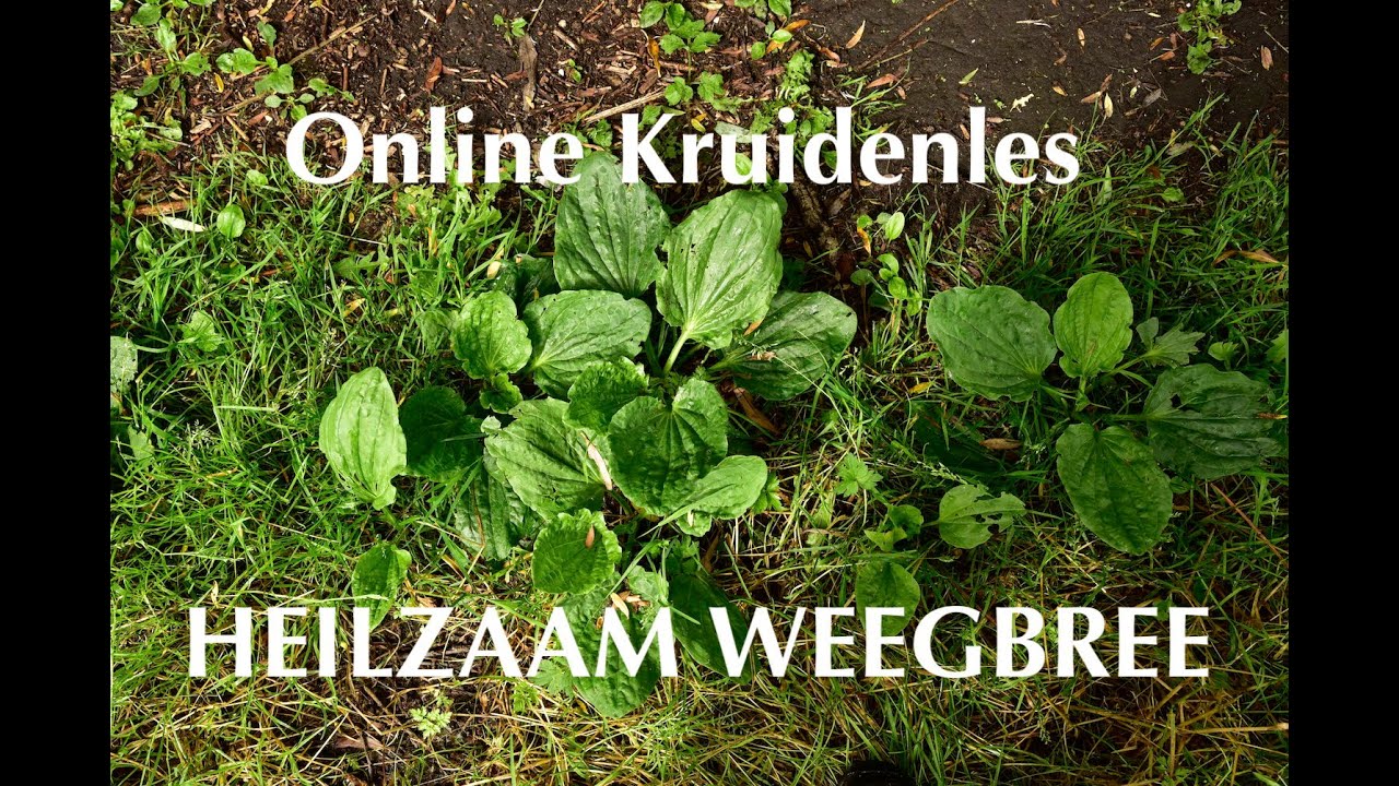 HEILZAAM WEEGBREE (deel 2) - Zenuwen & Zintuigen