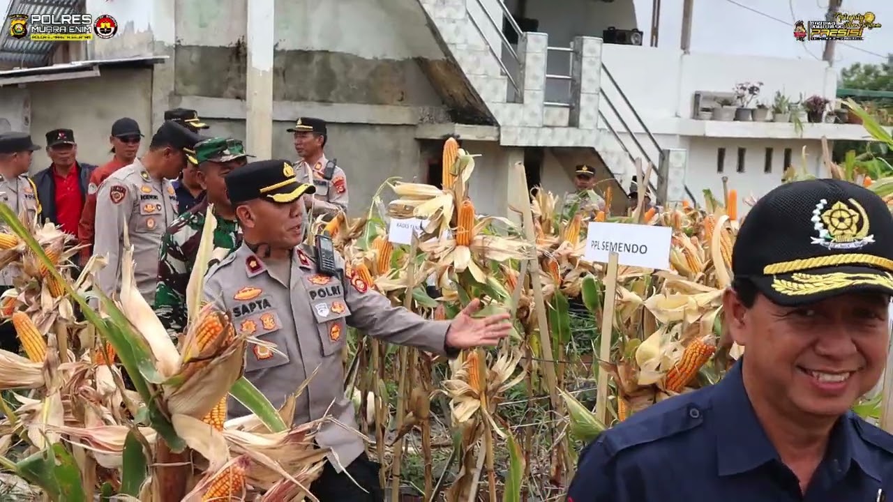 Semangat Tani Membara! Kelompok Tani Tanjung Raya Tenam Bungkuk Sukses Panen Jagung