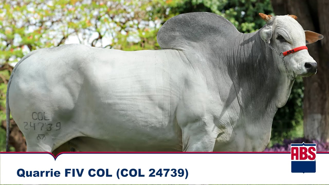 QUARRIE FIV COL (COL 24739) - Touro Nelore ABS