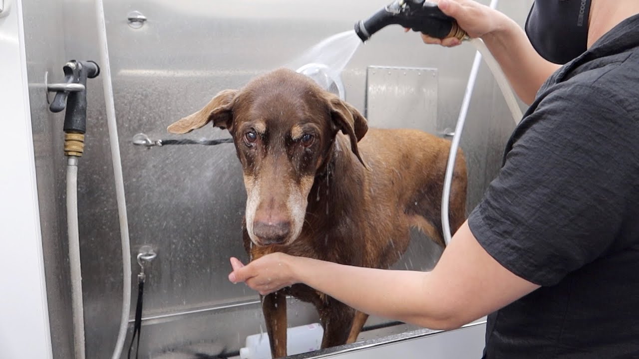 Saddest video I’ve made! | Disabled Doberman With Wobbler Syndrome Gets Groomed