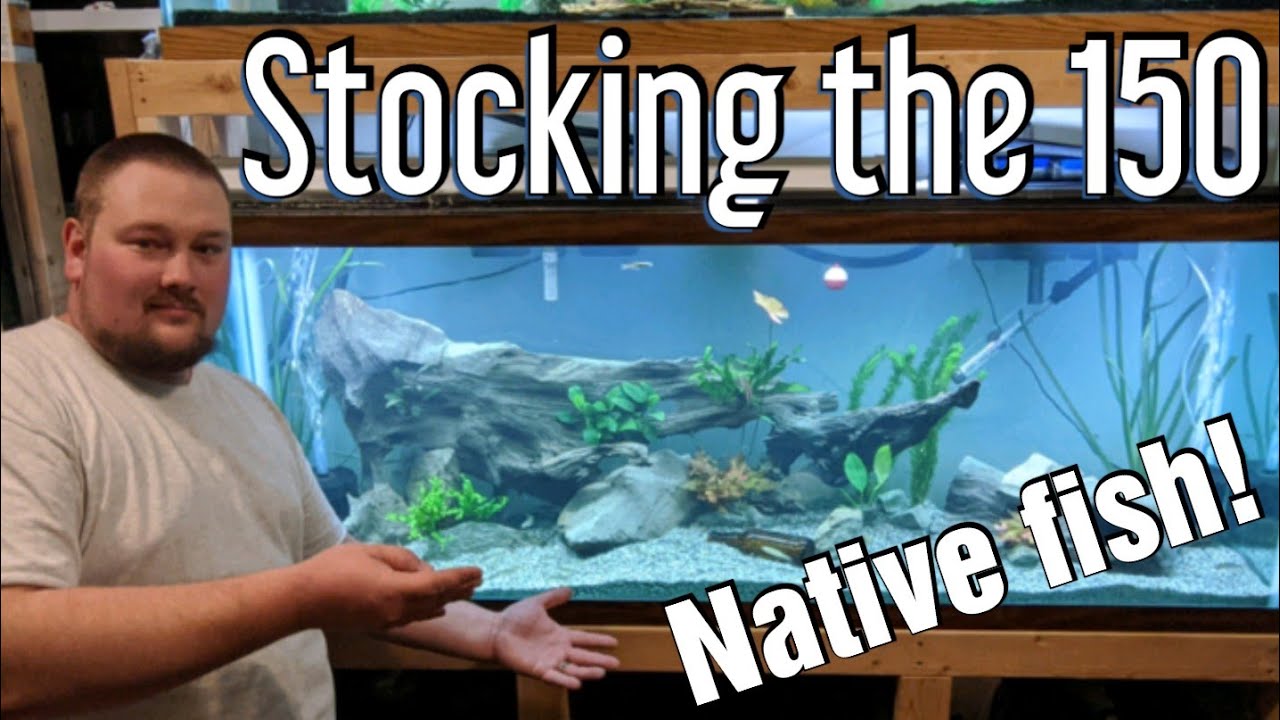 150 gallon aquarium - 150 gallon native tank!