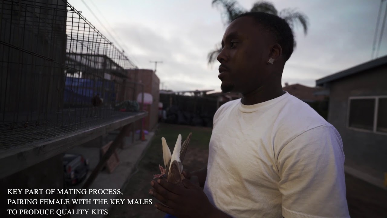 CJ LUCKS HIGH ROLLER PIGEONS PT.3