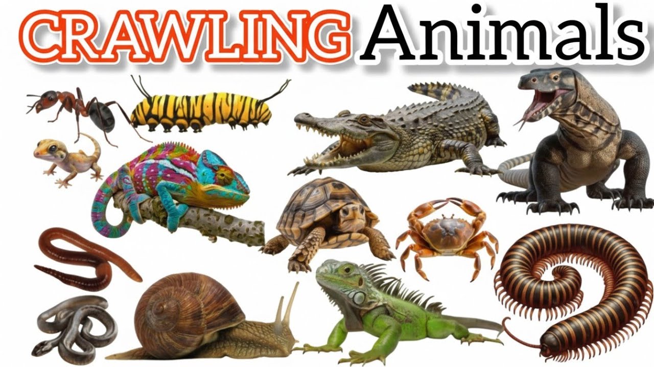 रेंगने वाले जानवरों के नाम बच्चों के लिए । Learn crawling animals names for kids vocabulary video 