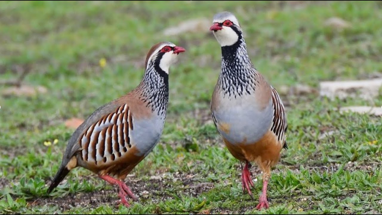 ¡¡¡ La Perdiz: Un Tesoro De La Fauna Ibérica !!!
