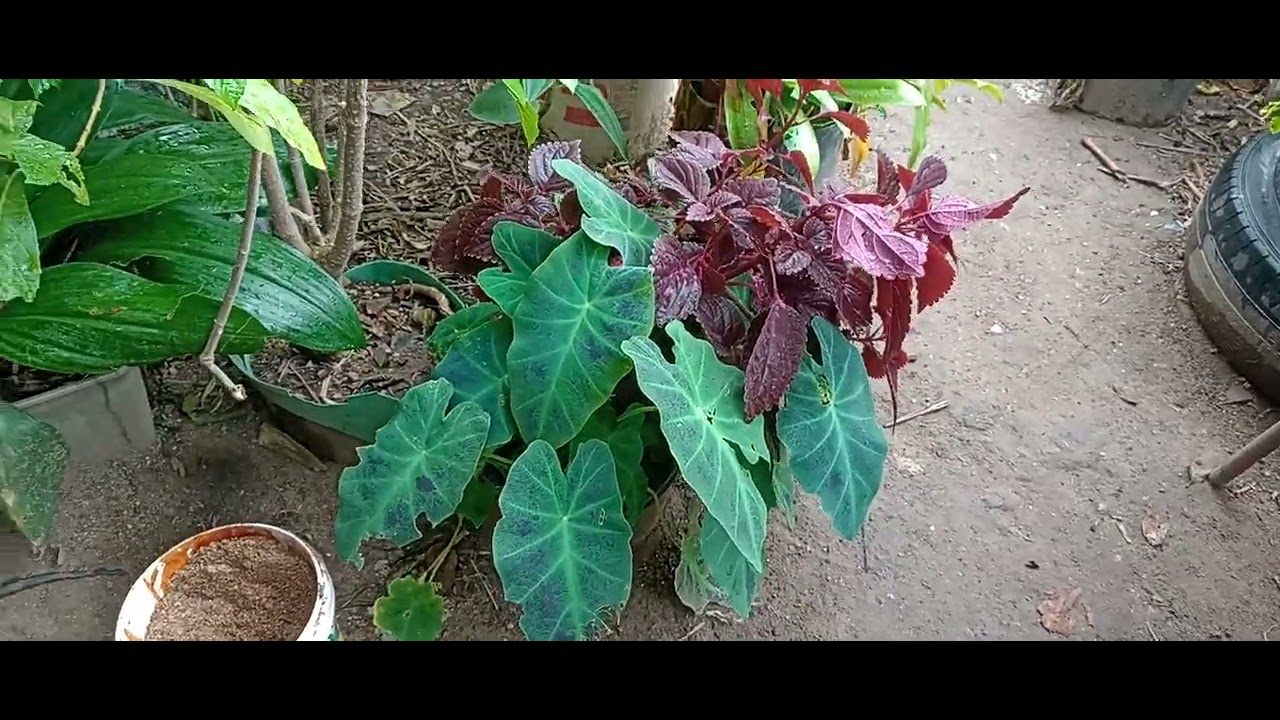 Um dia muito abençoado com flores