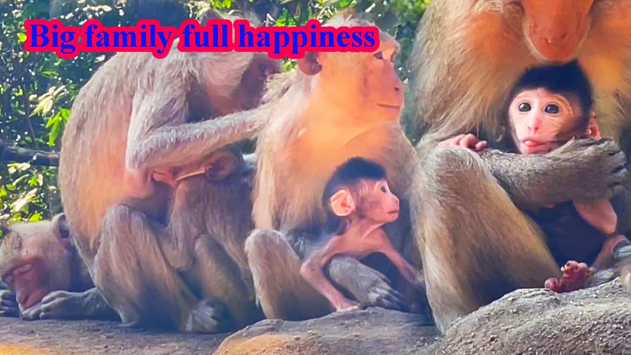 Big family, adorable monkeys almost stop breastfeeding.