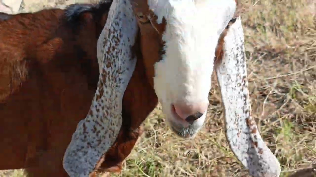 #cute #ghost #kittan #youtube #kids #cuteanimal #cutefarmanimal #goat farams#