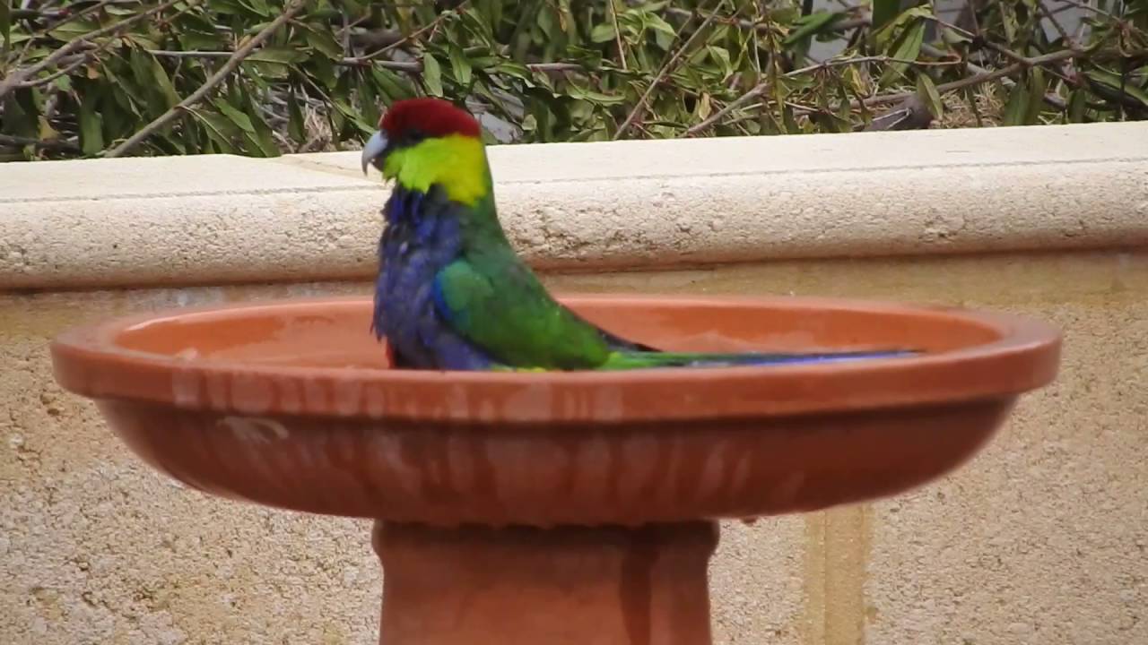 Red capped parrots