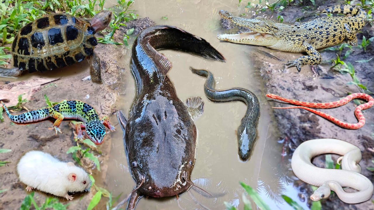 Amazing! Menangkap ikan lele besar dalam lubang ada banyak hewan seram seperti buaya, ular & belut