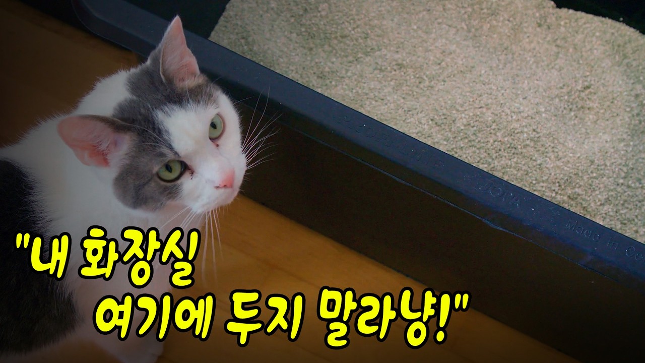 꼭 알아야 하는 고양이 화장실 10원칙