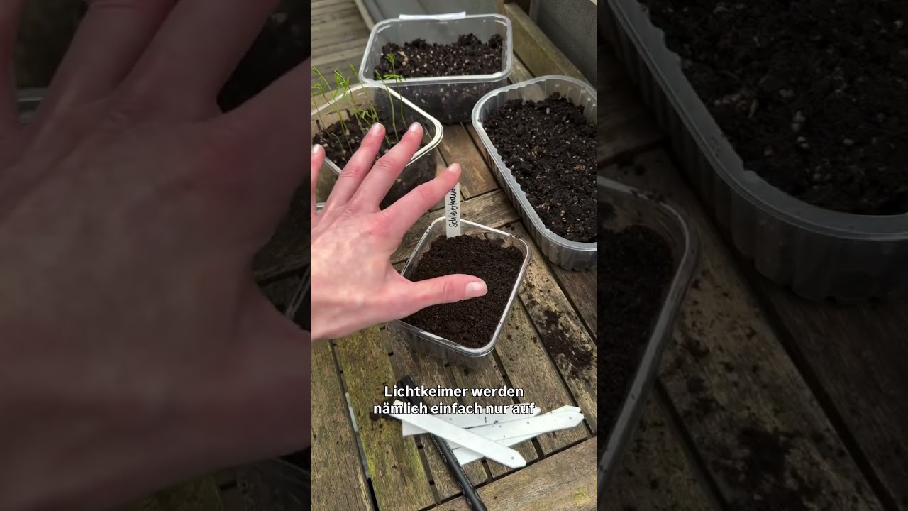 Anzucht ohne Schimmel 🌱 Stark dank Bodenmikrobiologie #tipps #garten