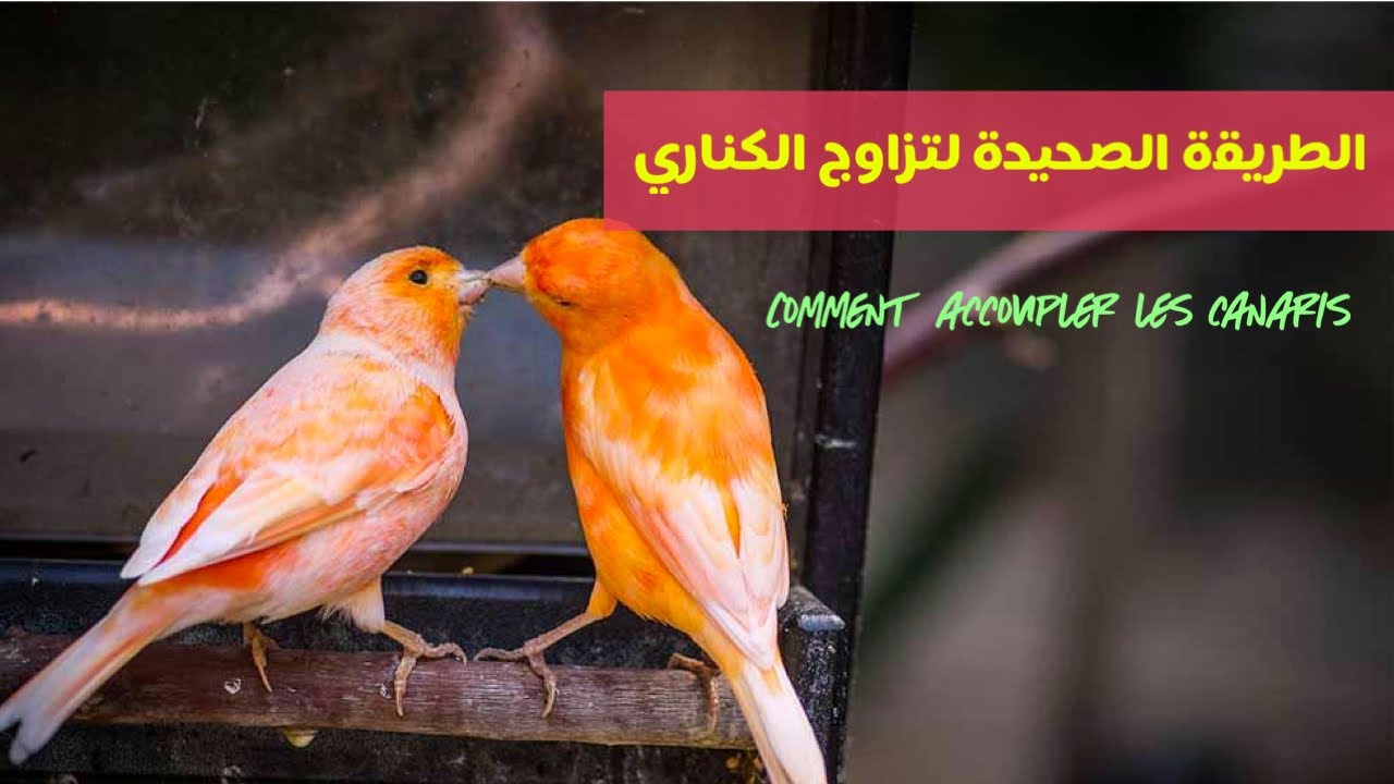 الطريقة الصحيحة لتزويج الكناري comment accoupler les canarie