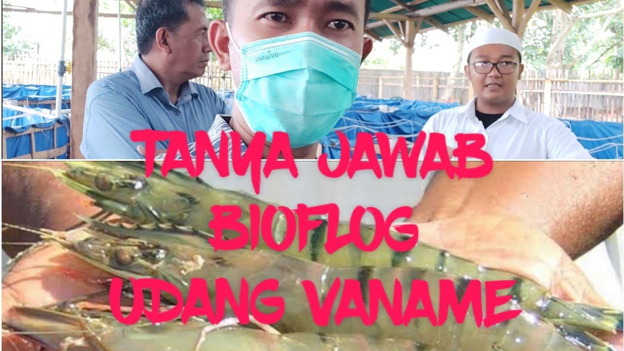 BIOFLOK UDANG VANAME PART 2