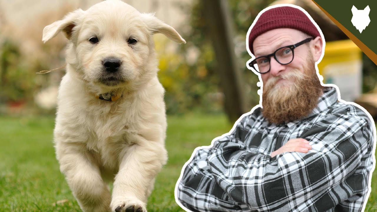 3 EASY TIPS TO GET PERFECT RECALL WITH YOUR PUPPY