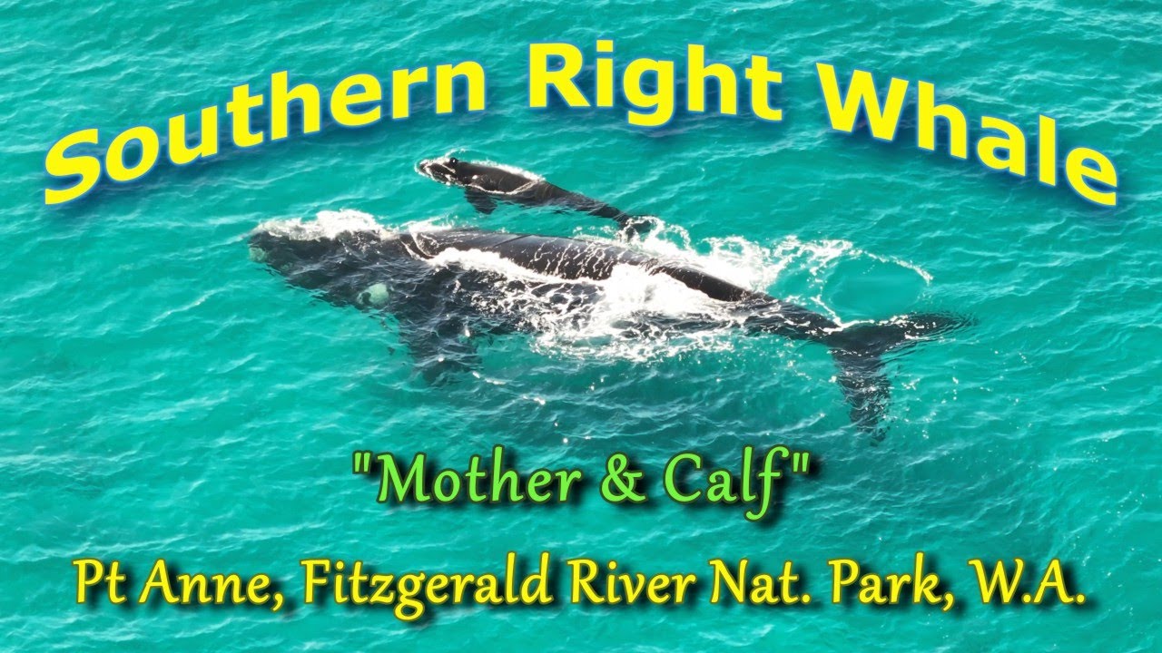 Southern Right Whale & Calf, Pt Anne, Fitzgerald River National Park, Western Australia