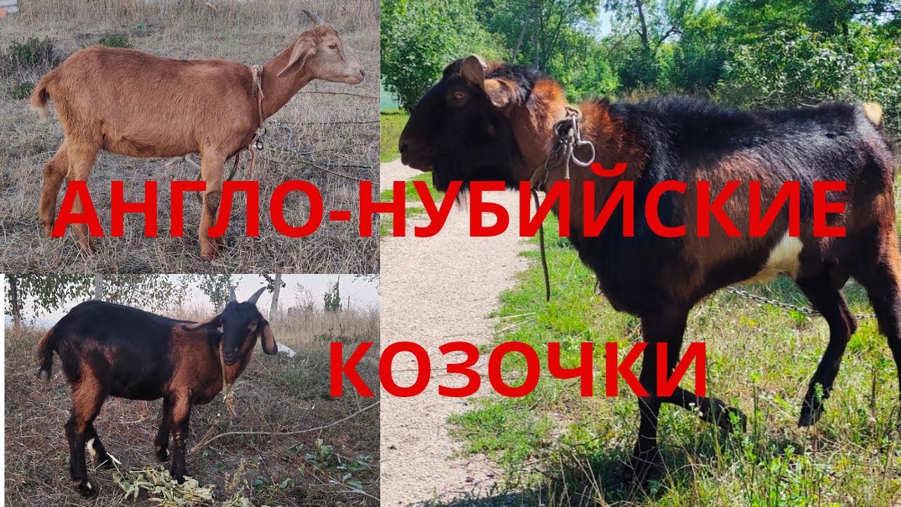 Козы Англо нубийские козы Англонубийские ламанчи Англо-нубийские козочки Сельская жизнь