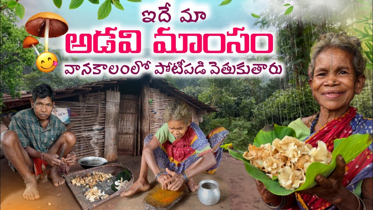 Hunt for WILD Mushrooms🍄ఏడాదికి ఒకసారి అడవుల్లో దొరికే వేట/కమ్మనివంట#TRIBAL FOOD@TribalMirror 