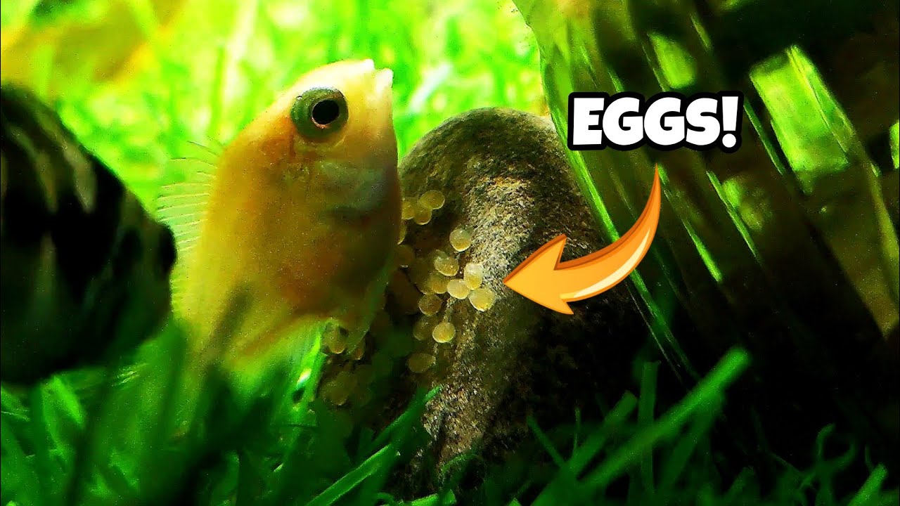 POLAR PARROTFISH LAYING EGGS! 😱 Rare Breeding Moment Caught on Camera!