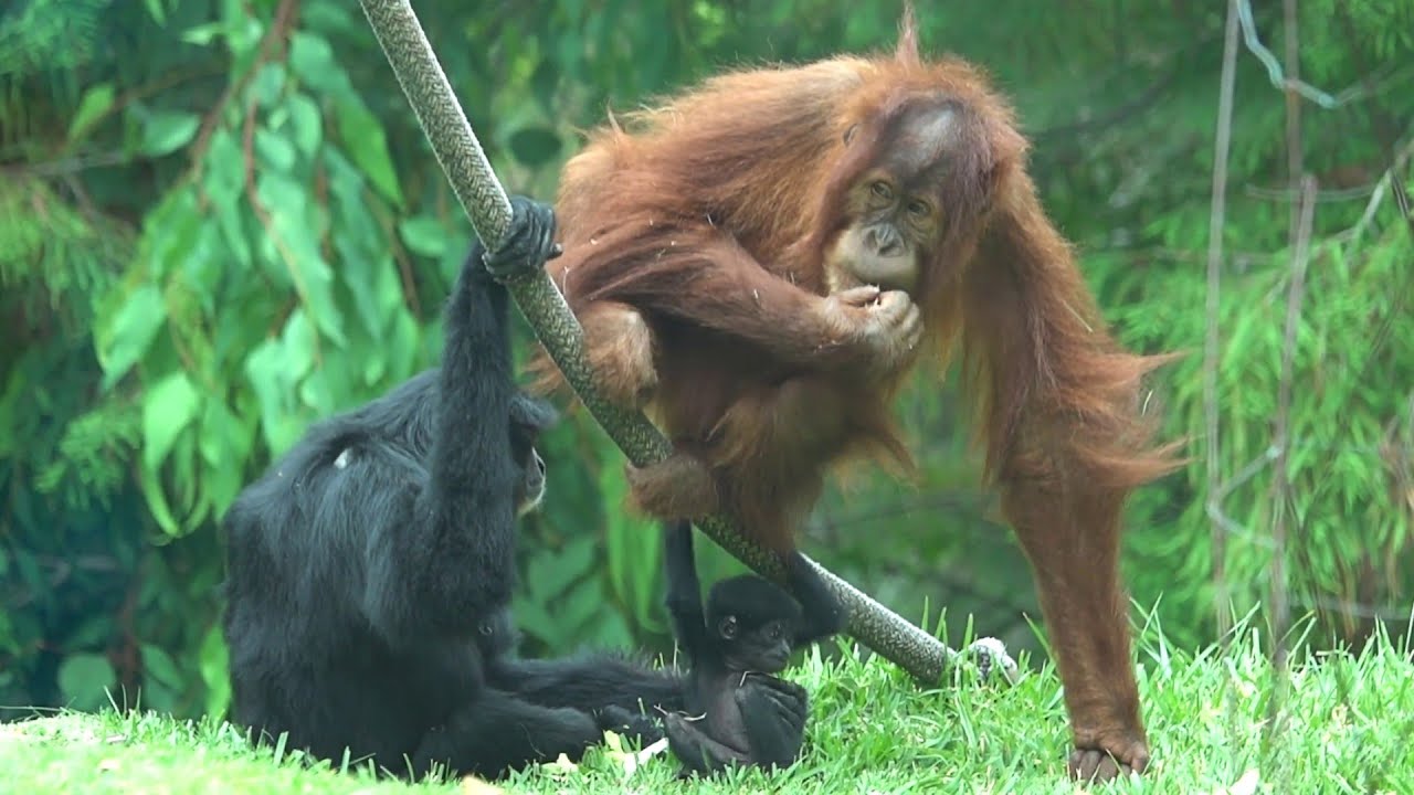 Orangutan Adopt Siamangs Baby Monkey
