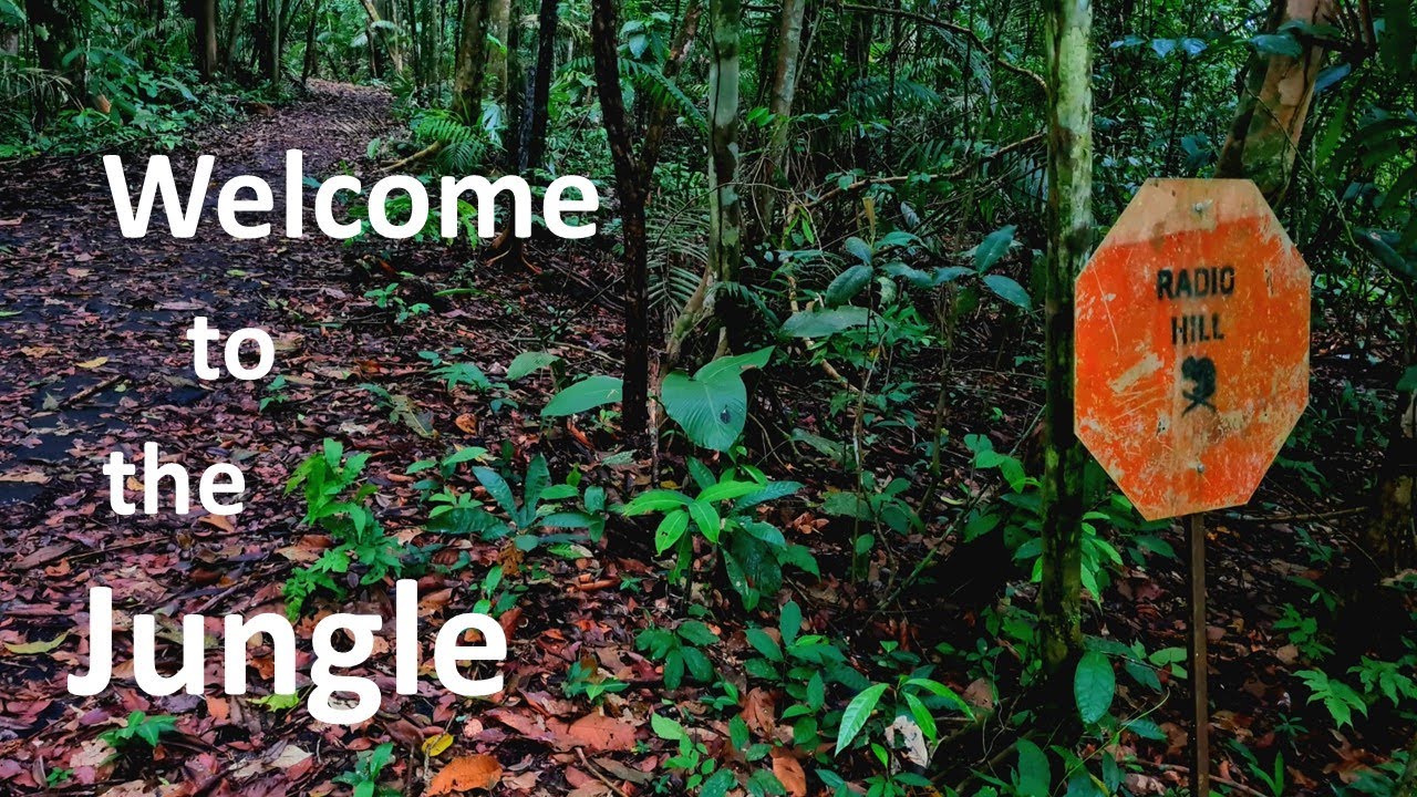 welcome to the jungle walking tour inside the Panamenian jungle in Soberania Park beside the Canal