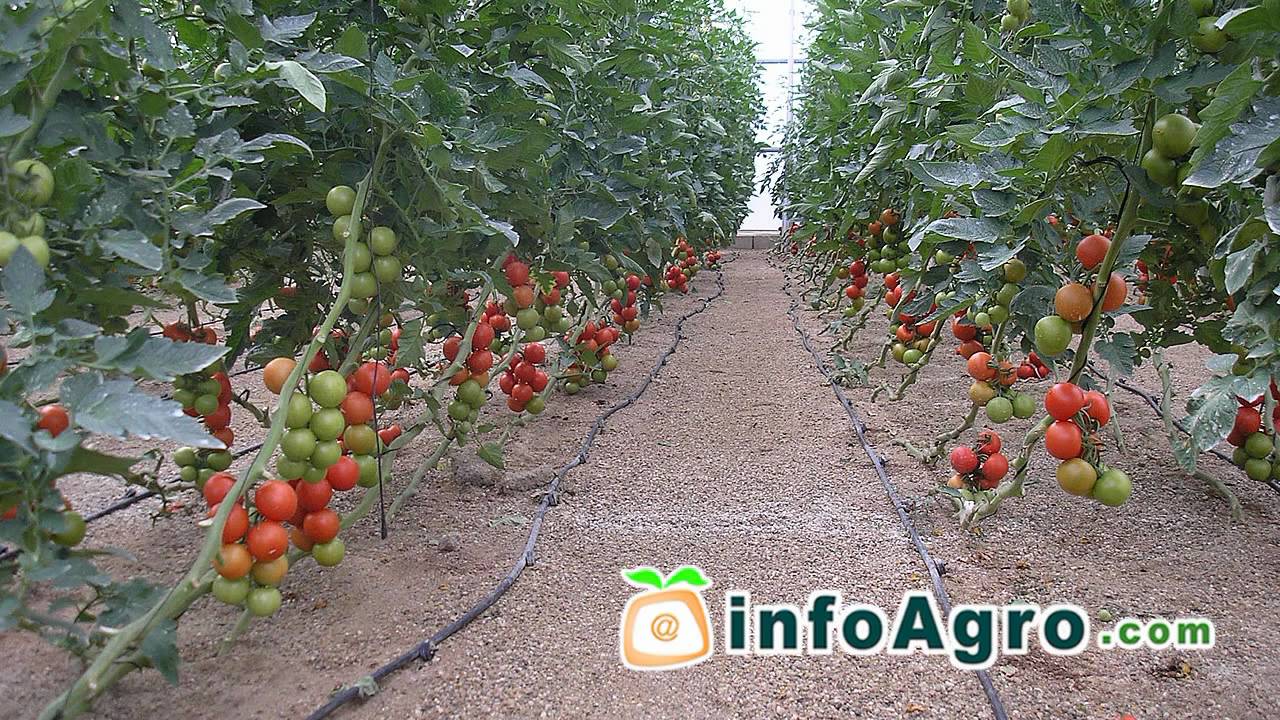 Cultivo del tomate. 2ª parte