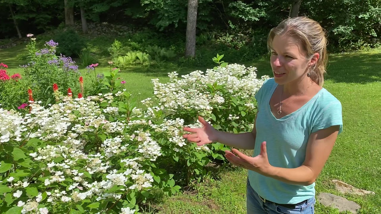 Little Quickfire Hydrangeas Attract Pollinators