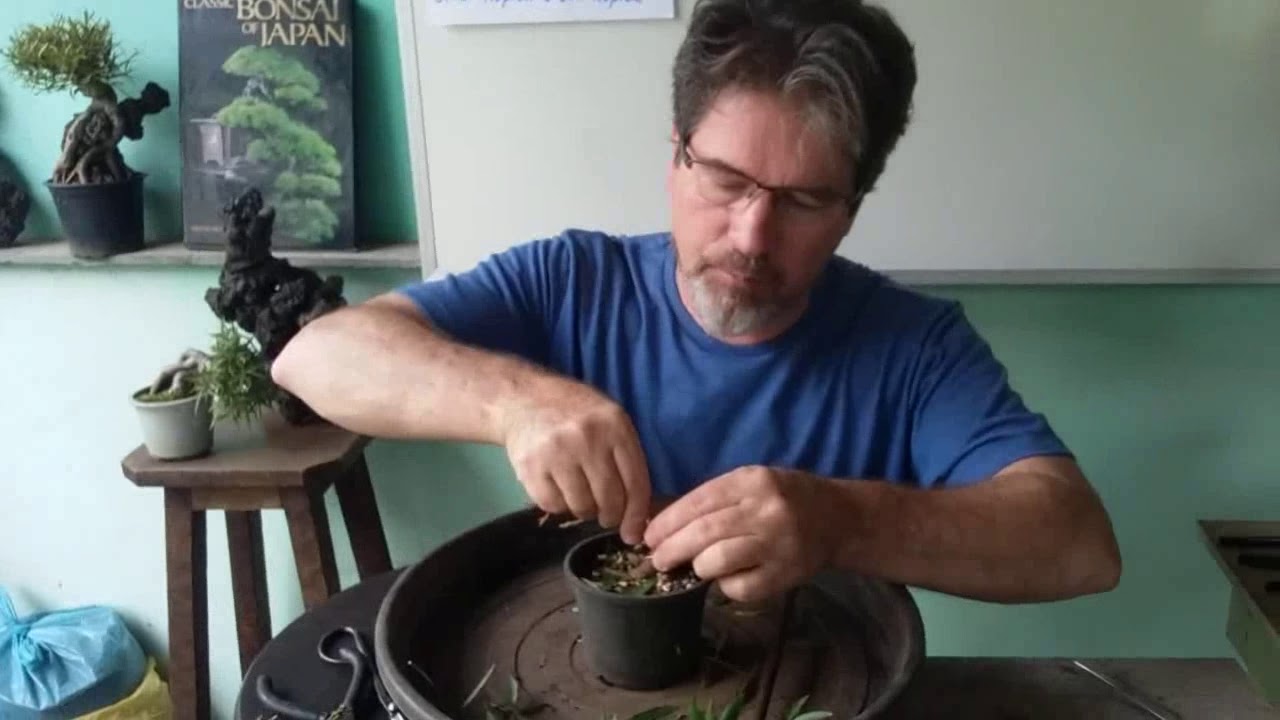 Engrossamento ficus 1