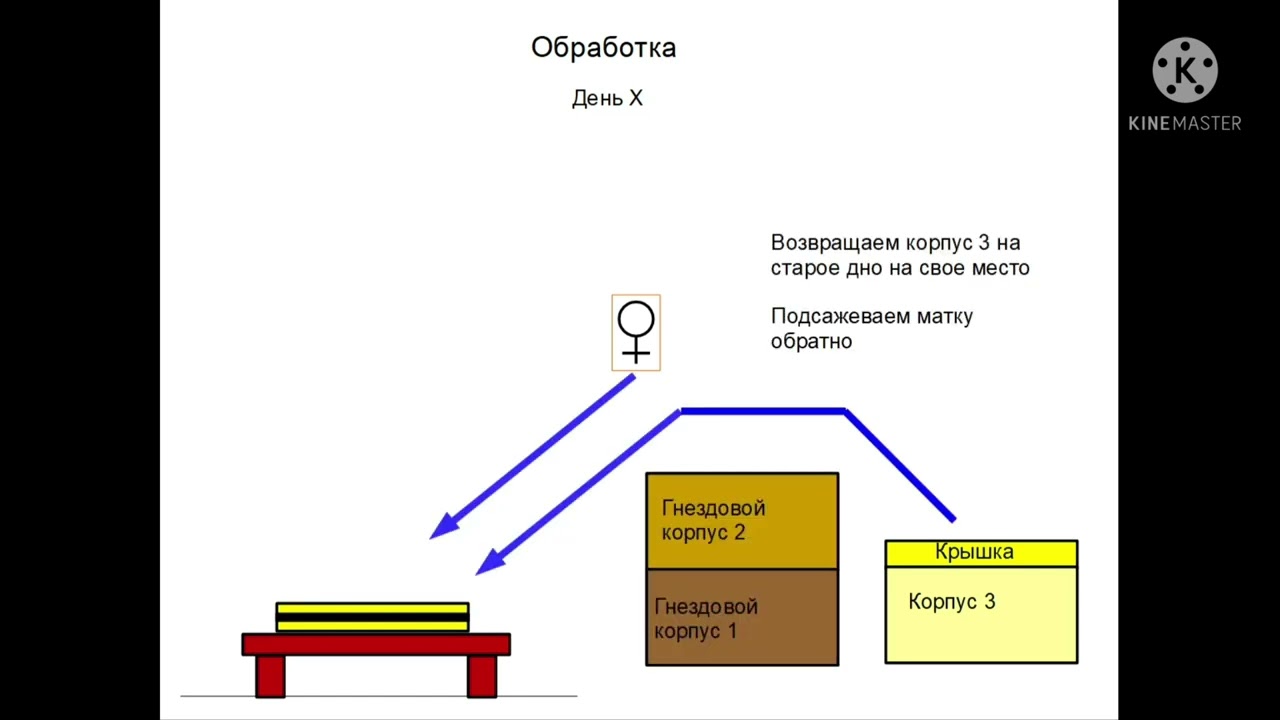 Пчеловодство в Германии. Обработка от клеща варроа путем разделения семьи.