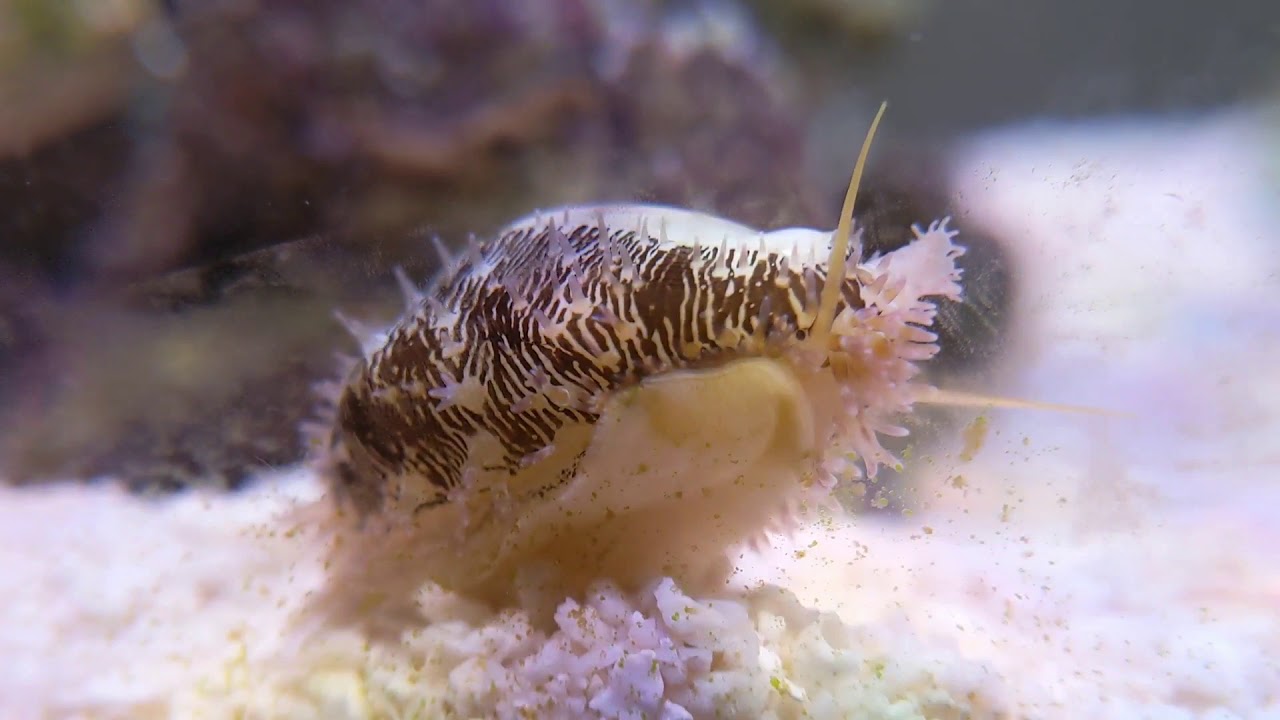 Cowrie Snail in marine tank