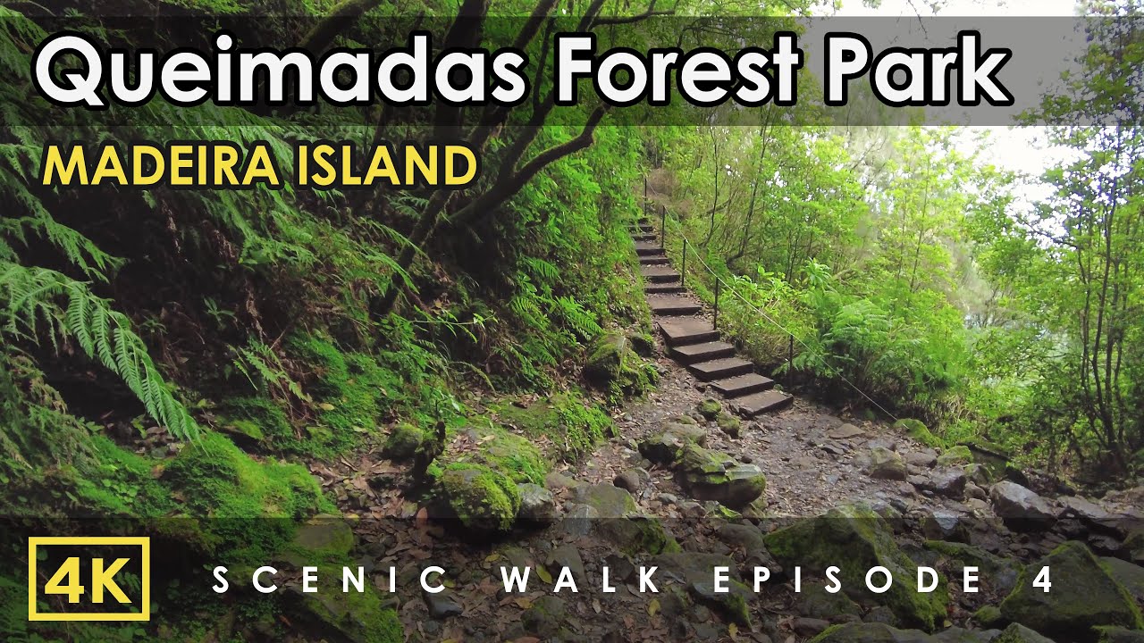 Madeira, Portugal | Queimadas Forest Park - Madeira's Fairytale Levada Walk | Nature Sounds ASMR 4K