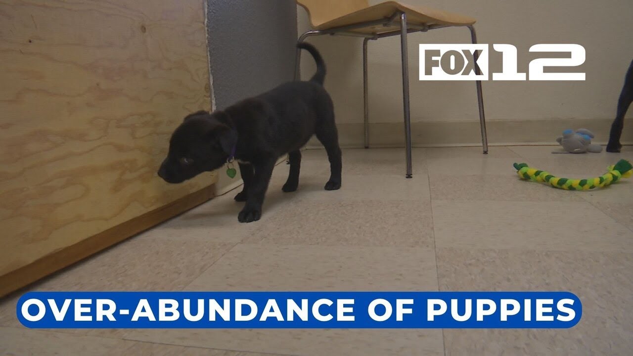 Dog rescue in Tualatin struggling with stagnating puppy adoptions