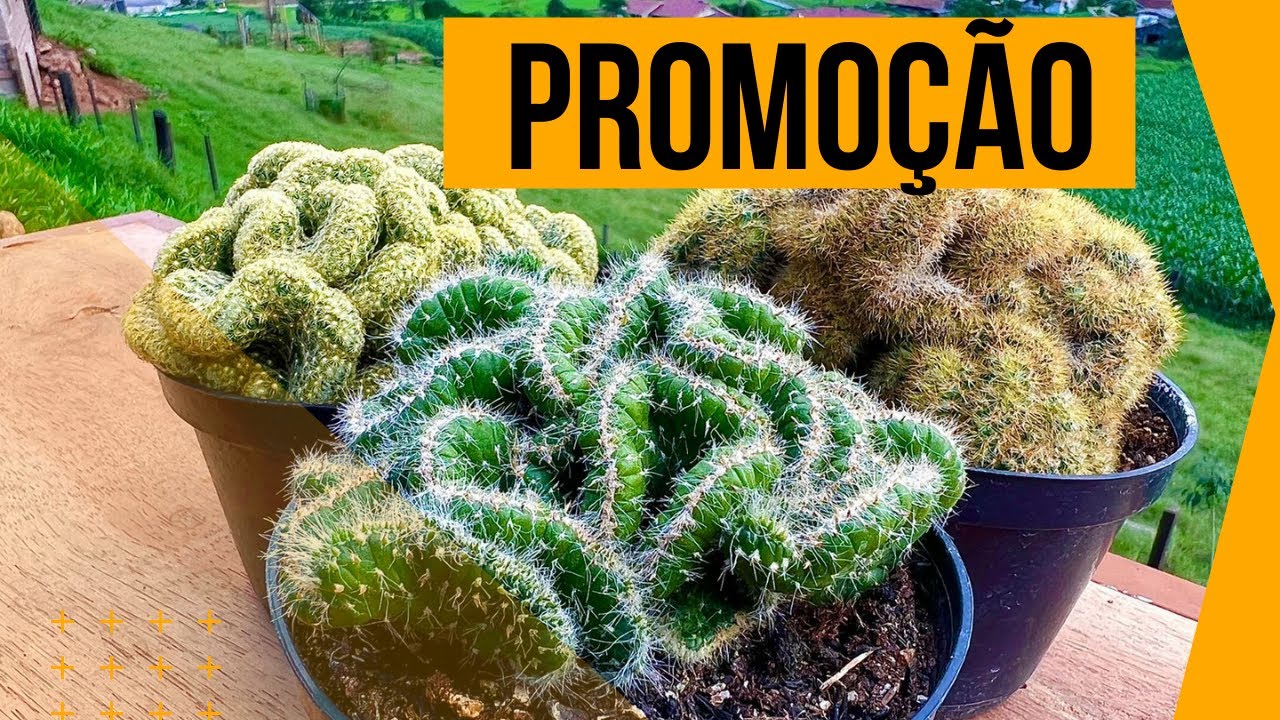 PROMOÇÃO RELÂMPAGO DE CRISTATA.