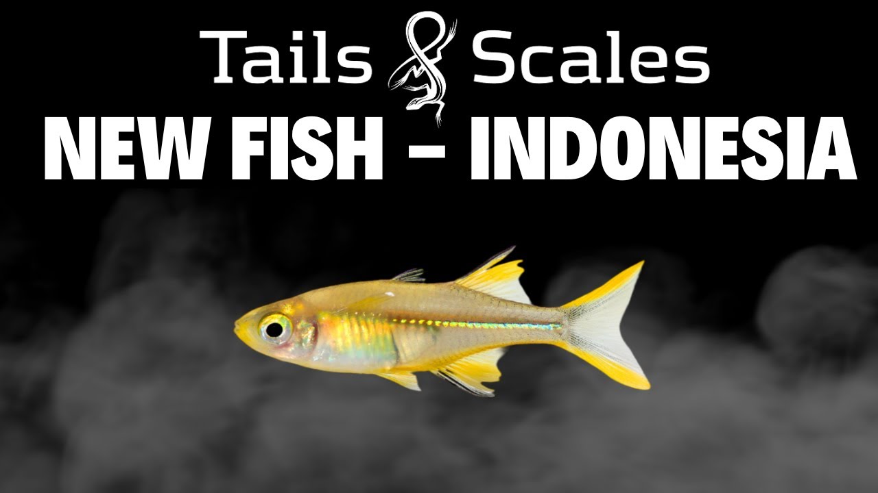 New Fish from Indonesia! - Gudgeons, Loaches, Barbs & More!