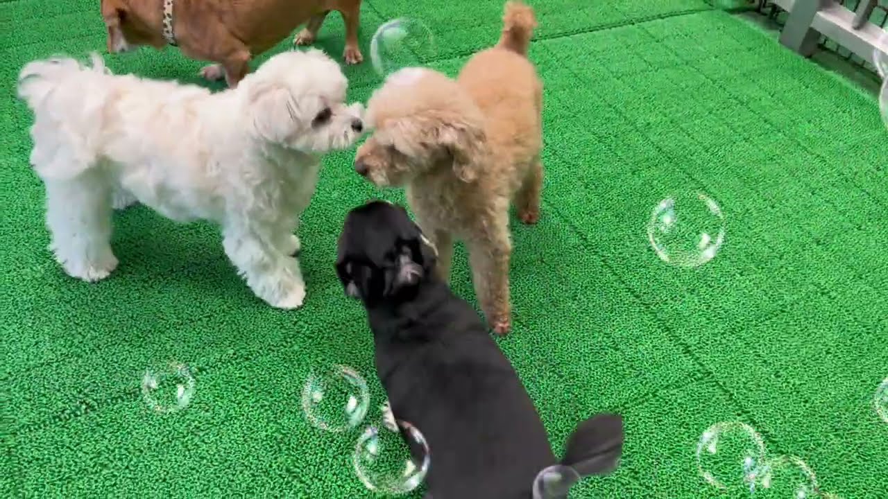 20260228　ダックペットサービス　ふれあいタイム