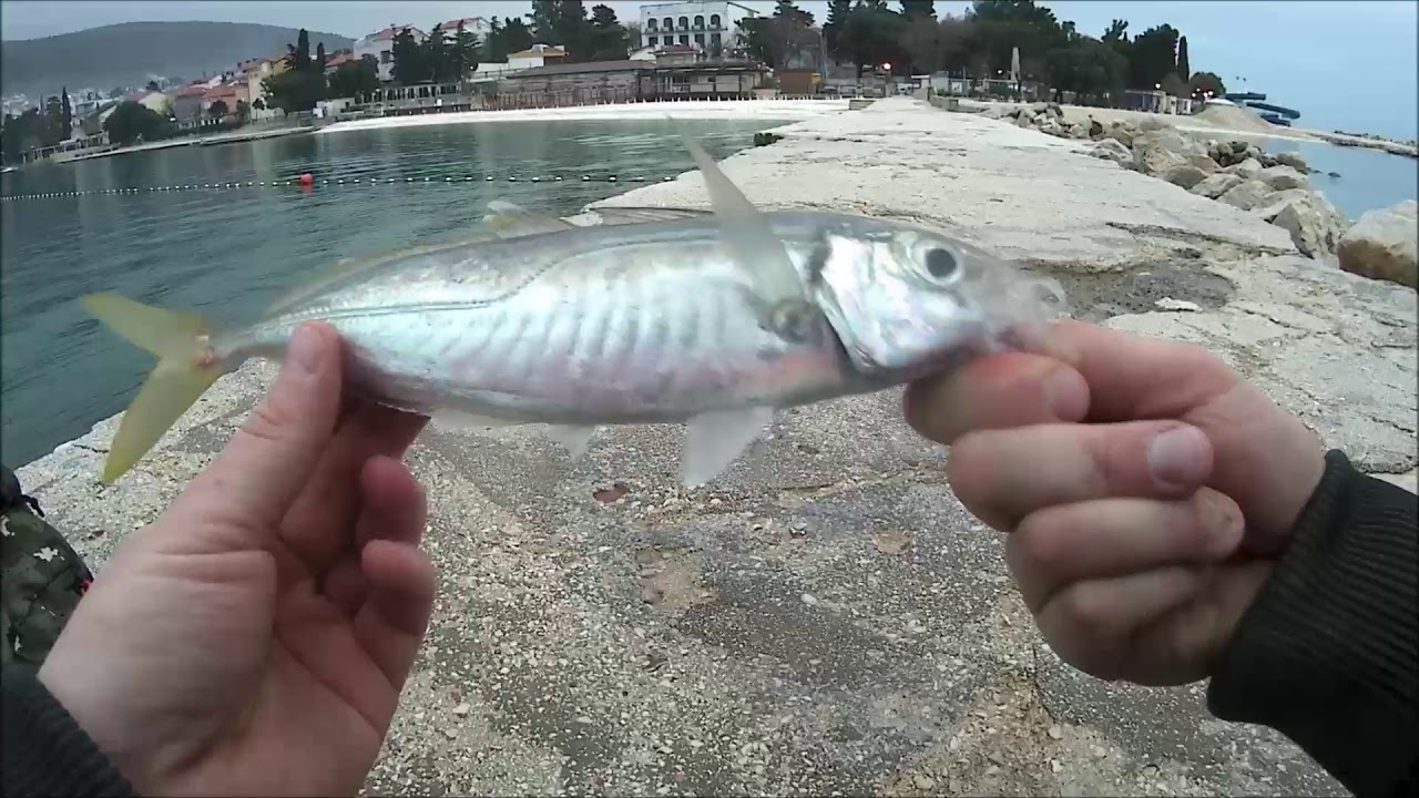 Winter Horse Mackerel fishing Adriatic Sea