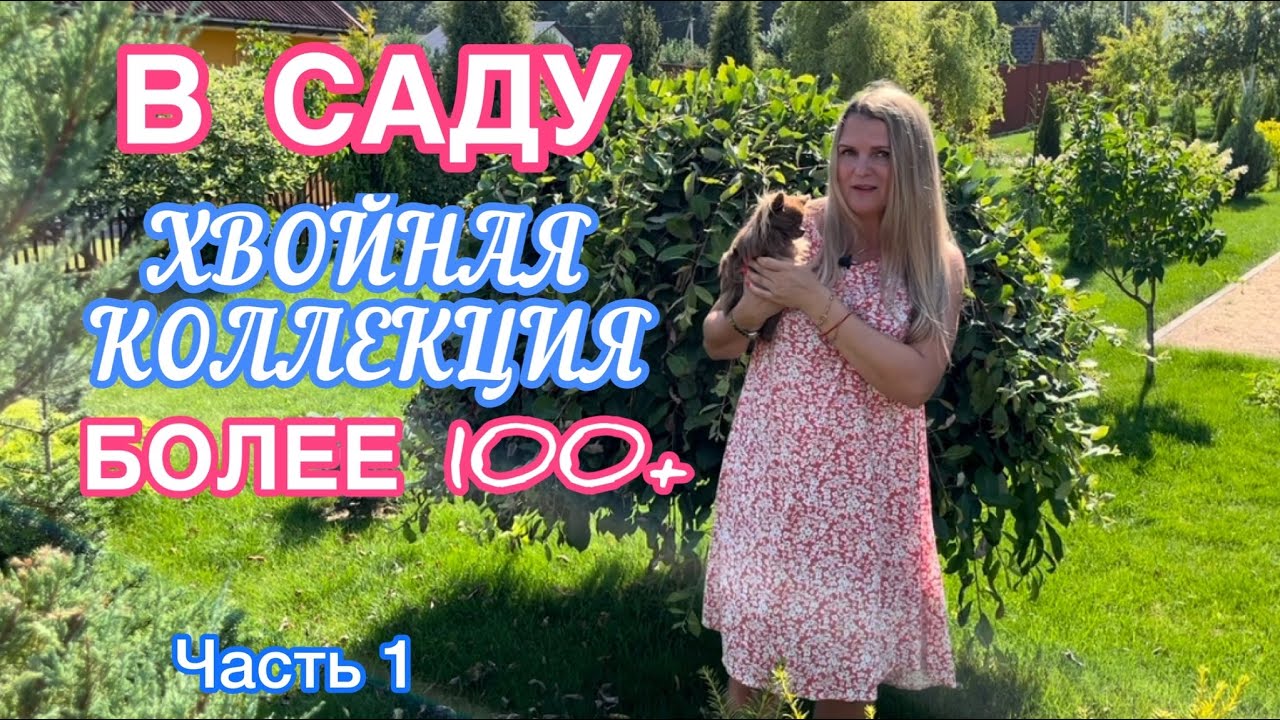 МОЯ КОЛЛЕКЦИЯ ХВОЙНЫХ РАСТЕНИЙ 🌲 БОЛЕЕ 100🌲 Гинго Билоба, Зе Блюз, Клиперт + 60см. 1я часть