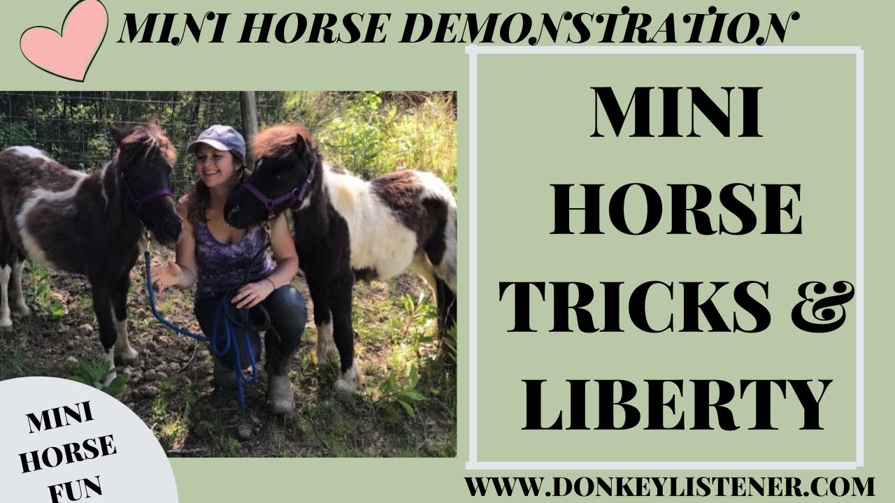 Horse Tricks {Miniature Horse} Yes, No and Smile Liberty training horses