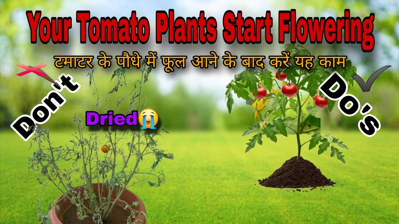Don't Do This Only Do This With Your Tomato Plants || टमाटर में क्या करें और क्या नहीं
