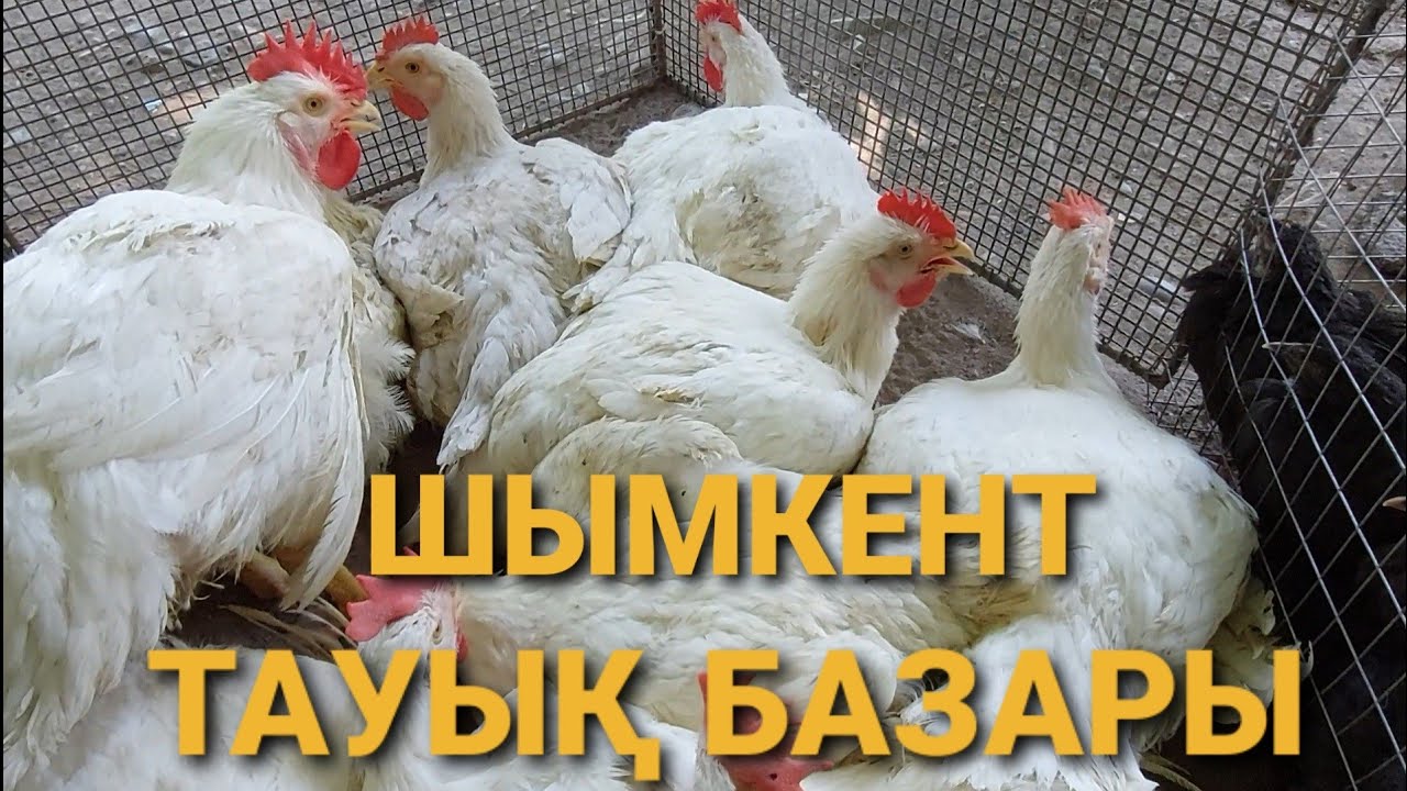 Тауық базар Шымкент 26.06.21ж.