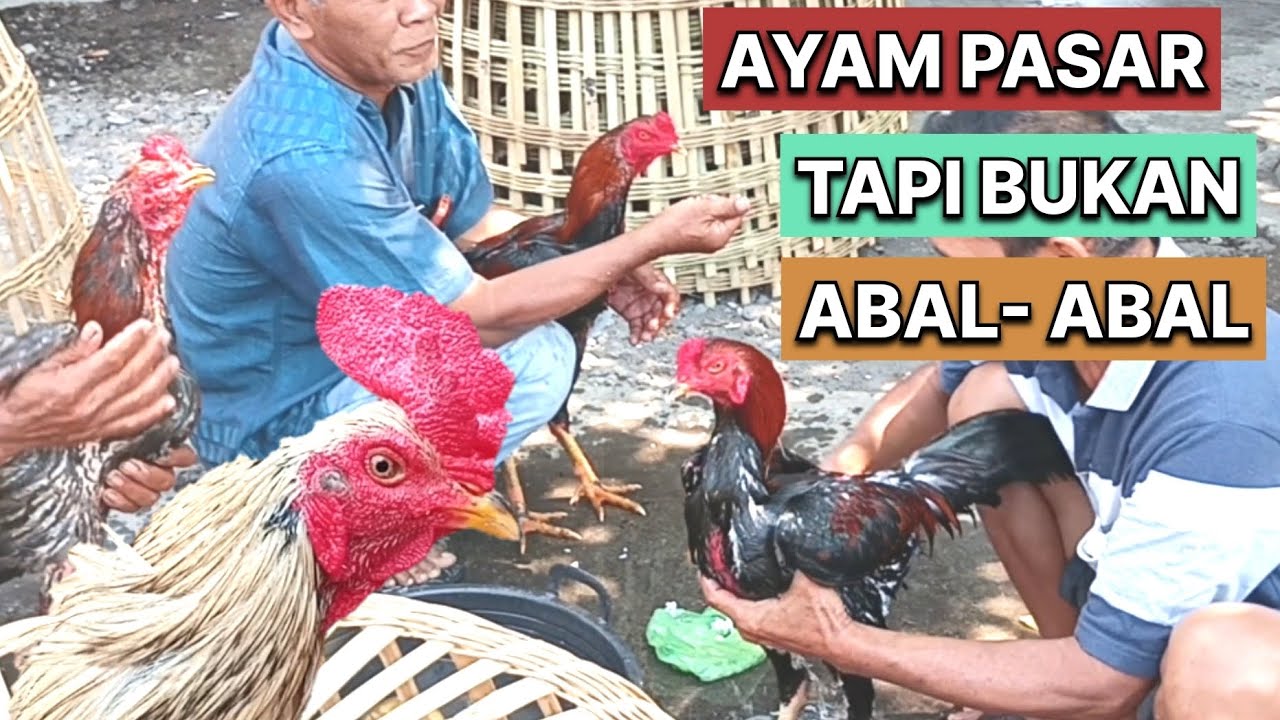 AYAM PASAR TAPI BUKAN ABAL - ABAL