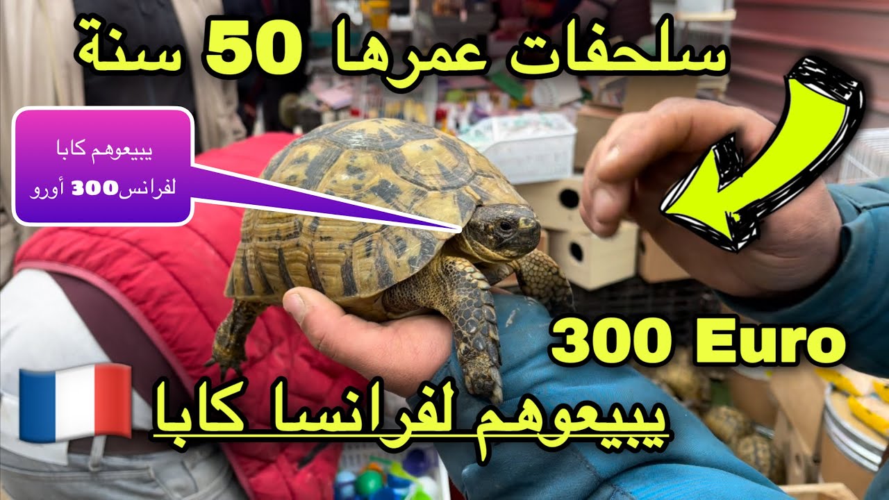 السلحفات العجوز عمرها 50 سنة وصغارها بسعر 300 أورو من الجزائر إلى فرنسا!! ..الحراش اليوم