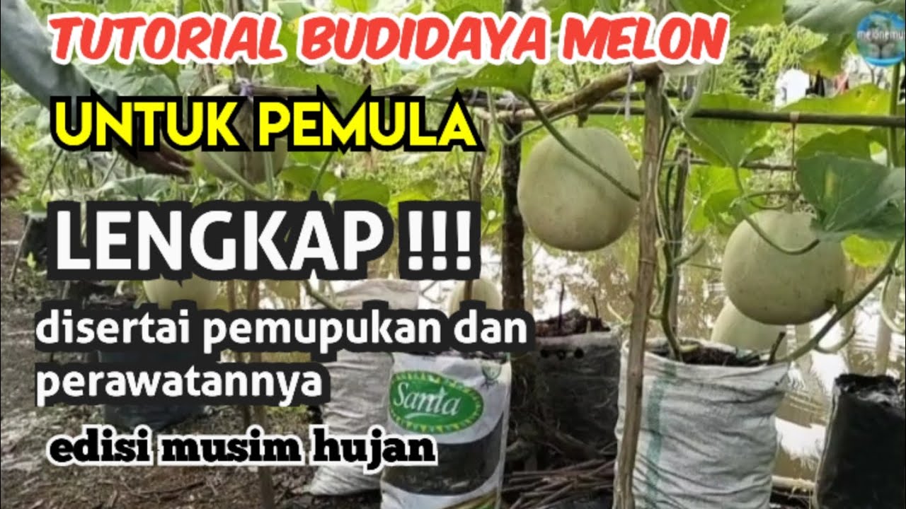 TUTORIAL CARA MENANAM MELON DI POLYBAG BAGI PEMULA LENGKAP !!! UNTUK MUSIM HUJAN