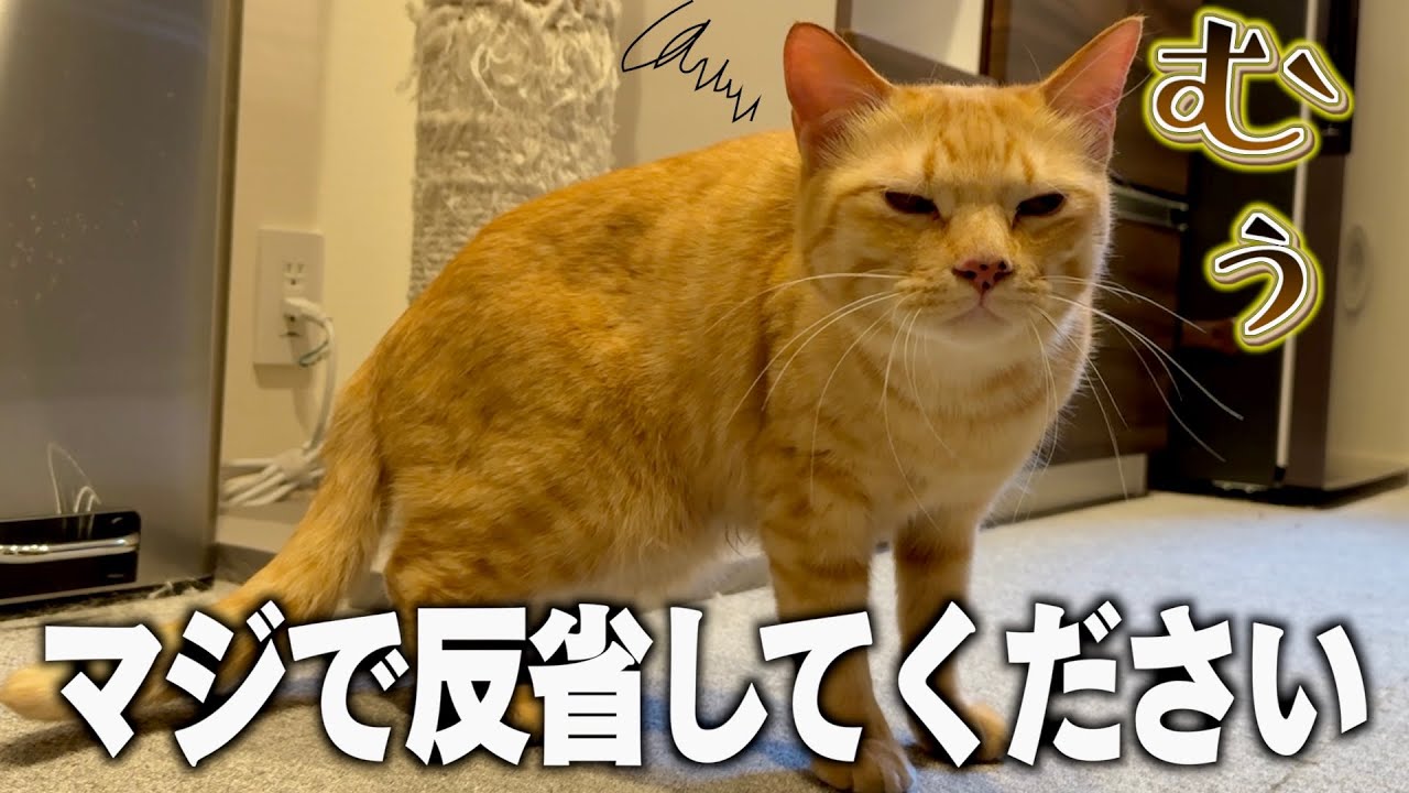 病院に行った翌日、愛猫と大喧嘩しました。