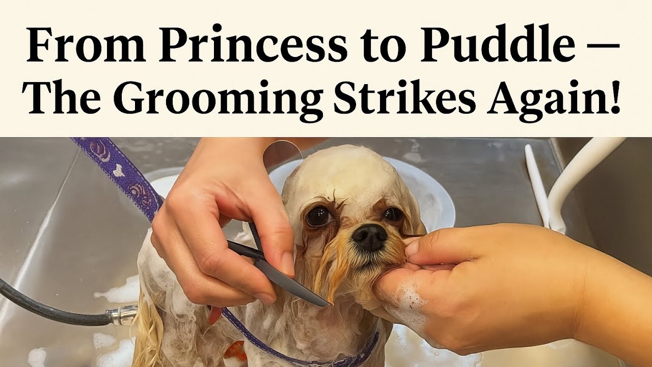 What Happens During Dog Drying at Grooming Salons? Find Out!